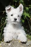WESTIE 149
